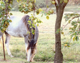 Horse Photography- Grey Horse Photo, Farmhouse Decor, Nature Photography, Country Home Decor, Grazing Horse Print, Horse Art, Animal Print