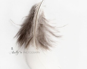 Feder Fotografie - Silber Fasan Feder Druck, grau-weiß-Wand-Dekor, Feder Wandkunst, weiße Feder Foto, minimalistische Wohnkultur