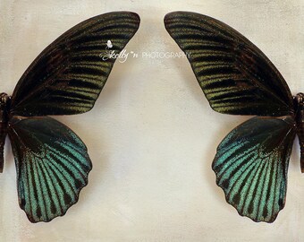 insect bug Mexican kite Butterfly Art PRINT Still Life- Original Oil Painting bathroom hallway art moth