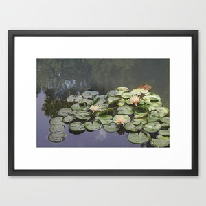 Lily Pond Photograph Nature Photography, Lily Pad Print, Dark Green Nature Print, Pink Waterlilies Print, Waterscape Print, Floral Wall Art image 2