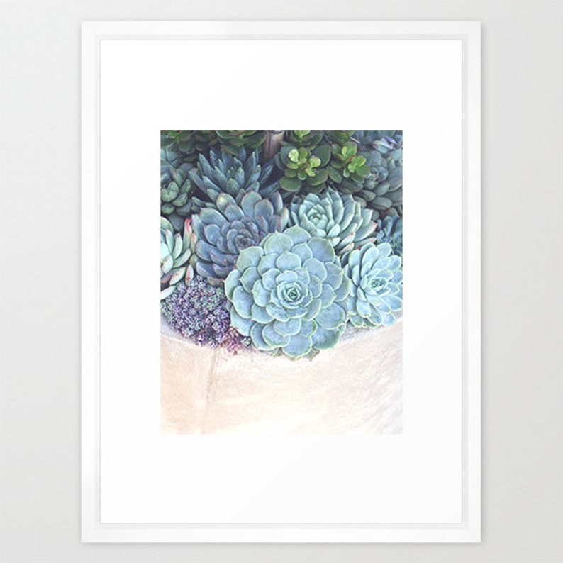 Succulents Photograph Botanical Print, Nature Photography, Mint Green Blue Cream, Home Decor, Escheveria, Succulent Wall Art, Garden Art image 3