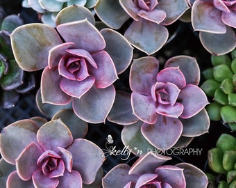 NEW! Succulents Photograph- Purple Echevaria Print, Purple, Green, Nature Photography, Botanical Print, Succulent Wall Art, Garden Art