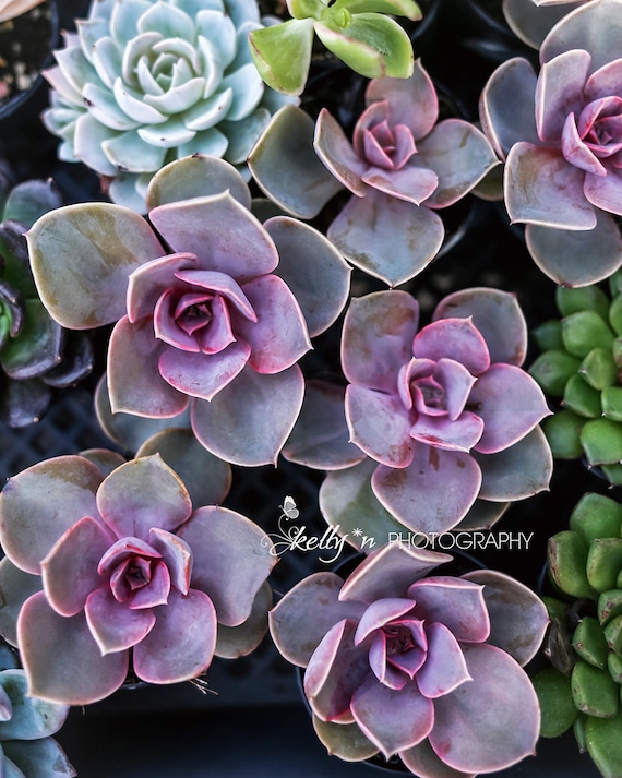 NEW! Succulents Photograph- Purple Echevaria Print, Purple, Green