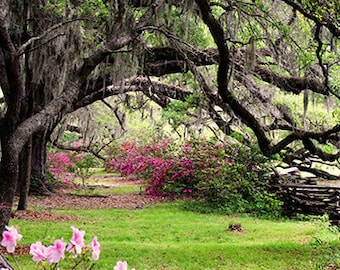 Tree Photography- Oak Tree Photo, Magnolia Plantation South Carolina, Live Oaks Spanish Moss, Pink Azaleas, Live Oak Print, Nature Print