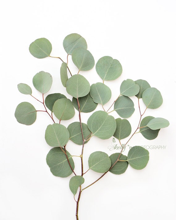 Eucalyptus Photo- Botanical Print, Boho Decor, Minimalist Art, Silver Dollar Leaves, Eucalyptus Branch Print, Leaf Photograph, Soft Green