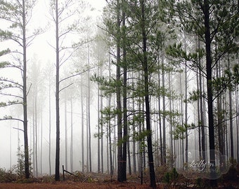 Tree Photography, Foggy Mist Forest, Nature Photography, Green Grey Brown, Fog Photo, Arboreal Art, Pine Trees Photo, 8x10 Fine Art Print