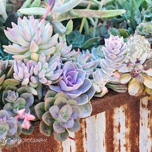 Succulents Photography Nature Photography, Garden Art, Botanical Print, Succulent Wall Art, Purple, Green Rustic Decor, Desert Plants Photo image 1