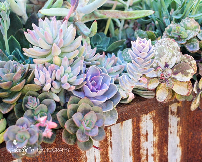 Succulents Photography Nature Photography, Garden Art, Botanical Print, Succulent Wall Art, Purple, Green Rustic Decor, Desert Plants Photo image 1