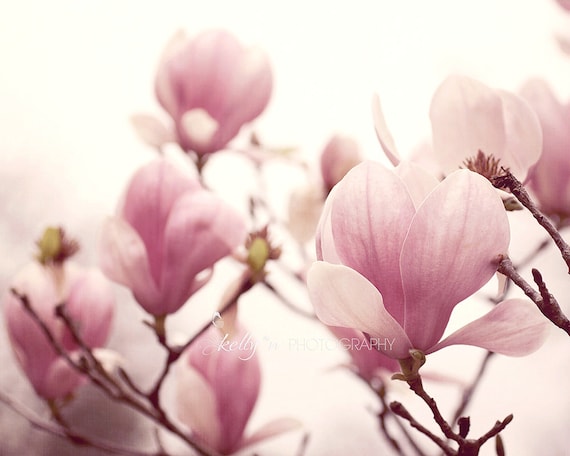 Nature Photography Magnolia Flowers Photo Tulip Magnolias | Etsy