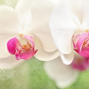 Orchid Photography- White Orchids- Pink Green White- Moth Orchids Photo- Floral Wall Art- Flower Photography- White Orchid Print