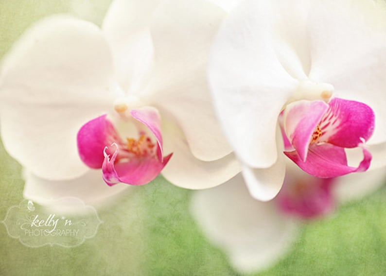 Orchid Photography White Orchids Pink Green White Moth Orchids Photo Floral Wall Art Flower Photography White Orchid Print image 1