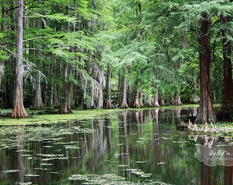 types of cypress trees in south carolina