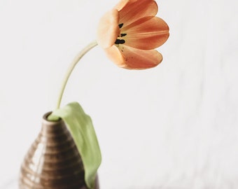 Tulip Photo- Flower Photography, Tulip Print, Orange Tulip Photograph, Brown Orange Decor, Floral Wall Art, Single Tulip Print, Coral Art