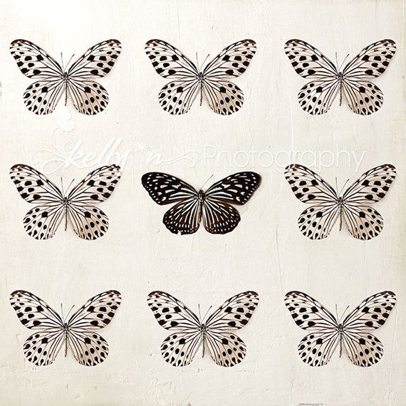 Black And White Butterflies Photograph Nature Photography Etsy