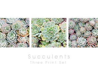 Succulents Photography- Three Print Set, Eschevaria, Succulent Wall Art, Garden Photography, Botanical Prints, Green Wall Decor, Save 15%