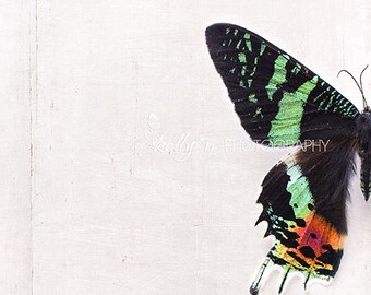 Sunset Moth Photograph- Butterfly Still Life Photo, Insect Art, Entomology Art, Colorful Moth Print, Madagascan Sunset Art, Minimalist Art