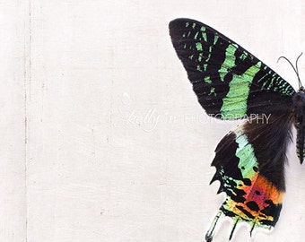 May include: A black, green, red, and yellow butterfly with its wings spread out against a white background.
