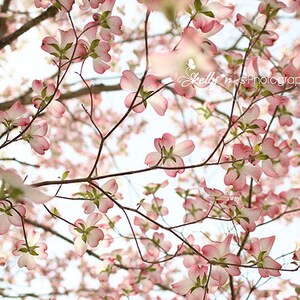 Pu&ograve; includere: Fiori rosa di corniolo in piena fioritura contro un cielo blu brillante. I rami dell'albero sono visibili e i fiori sono in diverse fasi di apertura.