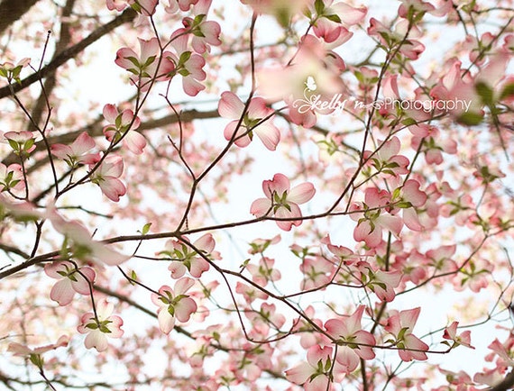 Pink Dogwood Tree- Nature Photography, Flowering Tree Photo, Pink Blossom Print, Spring Flowers Photo, Soft Pink Decor, Floral Wall Art