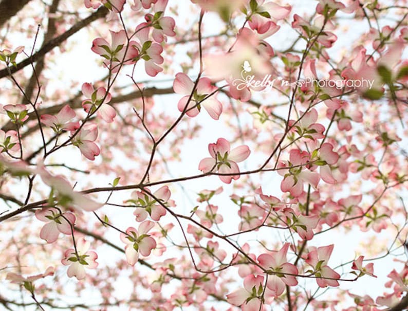 Pu&ograve; includere: Fiori rosa di corniolo in piena fioritura contro un cielo blu brillante. I rami dell'albero sono visibili e i fiori sono in diverse fasi di apertura.