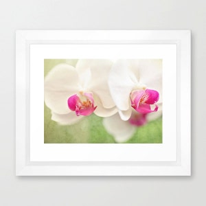 Orchid Photography White Orchids Pink Green White Moth Orchids Photo Floral Wall Art Flower Photography White Orchid Print image 2