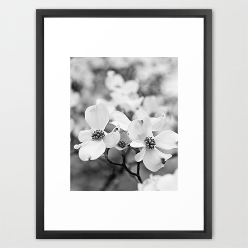 Black and White Flower Photography Dogwood Flowers Photo, Nature Photography, Floral Art, Black White Spring Flowers Print, Modern Decor image 2