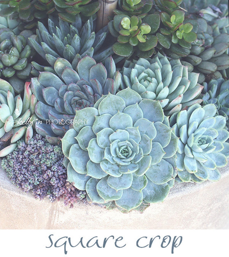 Succulents Photograph Botanical Print, Nature Photography, Mint Green Blue Cream, Home Decor, Escheveria, Succulent Wall Art, Garden Art image 4