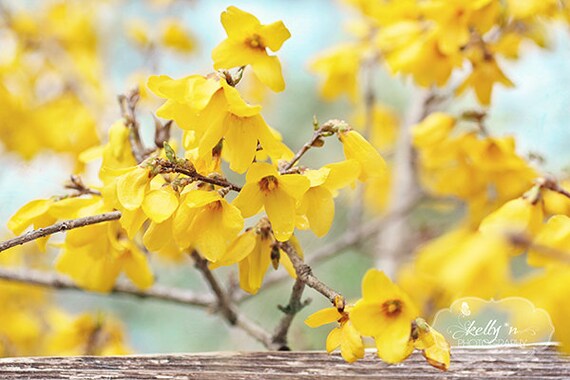 Fiore giallo fotografia stampa floreale, Forsythia fotografare, foto di  fiori di primavera, giallo Teal Decor, fotografia naturalistica, Floral  Wall Art - Etsy Italia