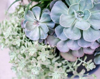 NEW! Succulent Photography- Botanical Print Nature Photography Mint Green Blue Cream, Home Decor, Escheveria, Succulent Wall Art, Garden Art