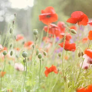 Poppy Field Photo, Nature Photography, Flower Photography, Poppies Print, Red Green Decor, Floral Wall Art, Poppy Flowers Photo