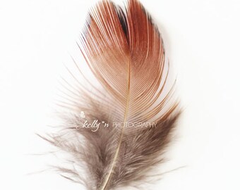 Feather Photography- Pheasant Feather Print, Red Feather Photo, Minimalist Art, Feather Still Life Photo, Nature Print, Boho Home Decor