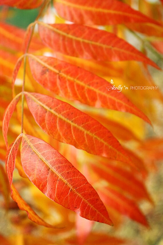 autumn photography red orange