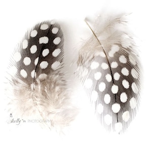 Feather Photography- Guinea Fowl Feather Print, Spotted Feather Photo, Two Feather Print, Black and White Feather Art, Modern Home Decor