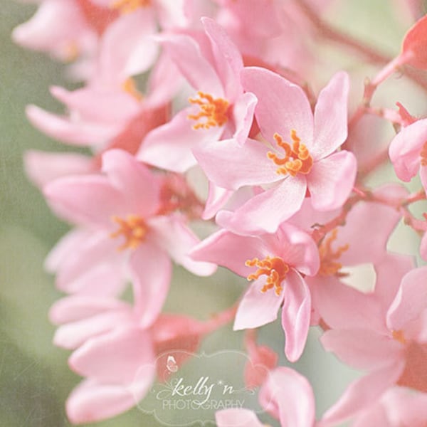 Pink Flowers Photo- Nature Photography, Floral Wall Art, Pink Orange Art, Flower Photography, Pink Begonia Print, BotanicalArt, Garden Art