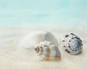 Seashell Photography, Shells Print, Beach Photography, Beach House Decor, Large Wall Art, Sea Shell Print, Aqua Cream, Coastal Wall Art