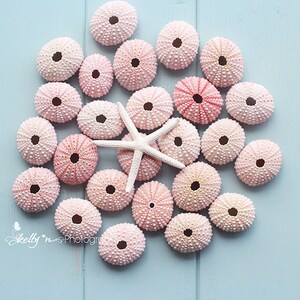 Seashell Photography- Starfish Sea Urchin Photo, Beach Decor, Coastal Art, Nautical, Ocean, Blue White Pink, Beach Art, Beach Bathroom Decor