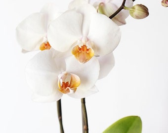 Orchid Photography- Flower Photography, White Orchid Print, Floral Wall Art, Botanical Art, Modern Home Decor, White Decor, White Flowers