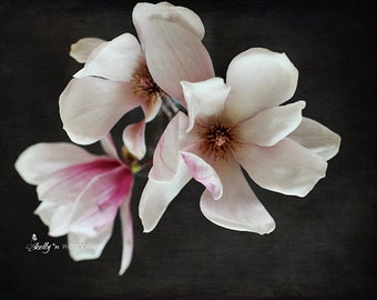 Flower Photography- Magnolia Photograph, Floral Still Life, White Pink Black, Dark Floral Art, Magnolia Flowers Still Life, Black Wall Art