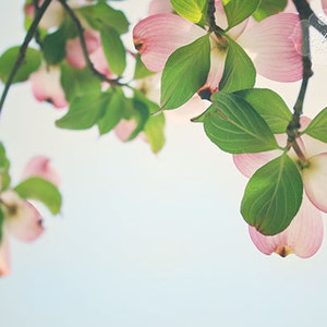 Flower Photography- Pink Dogwood Flowers, Flowering Tree Photo, Nature Photography, Pink Blue Green, Spring Flowers Photo, Floral Art Print
