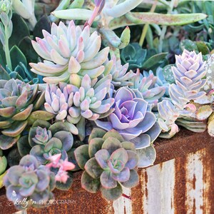 Succulents Photography Nature Photography, Garden Art, Botanical Print, Succulent Wall Art, Purple, Green Rustic Decor, Desert Plants Photo image 4