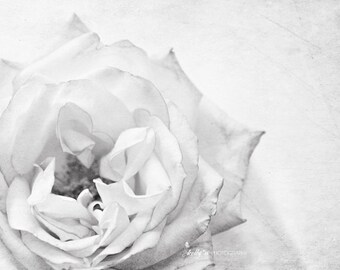 Black and White Flower Photography- Large Rose Print, Floral Wall Art, Rose Photography, Botanical Print, Light Grey Decor, Modern Wall Art