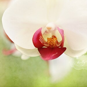 Orchid Photography- Moth Orchid Print, White Pink Orchid Photo, Flower Photography, Botanical Print, Orchid Wall Art, Orchid Close Up Photo