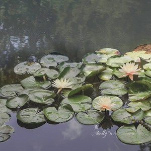 Lily Pond Photograph Nature Photography, Lily Pad Print, Dark Green Nature Print, Pink Waterlilies Print, Waterscape Print, Floral Wall Art image 1