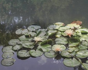 Lily Pond Photograph- Nature Photography, Lily Pad Print, Dark Green Nature Print, Pink Waterlilies Print, Waterscape Print, Floral Wall Art