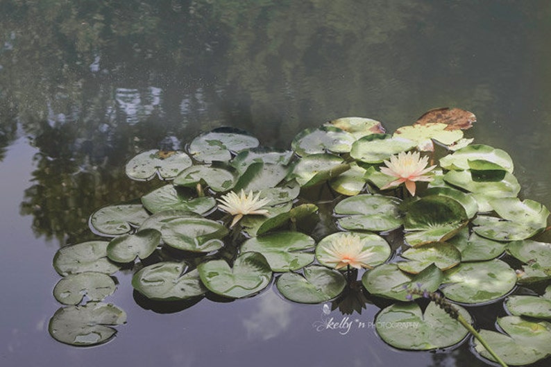 Lily Pond Photograph Nature Photography, Lily Pad Print, Dark Green Nature Print, Pink Waterlilies Print, Waterscape Print, Floral Wall Art image 1