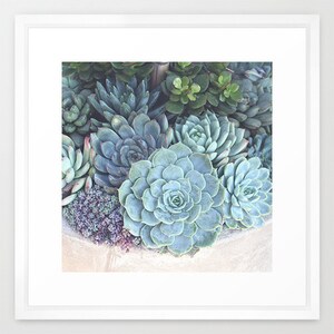 Succulents Photograph Botanical Print, Nature Photography, Mint Green Blue Cream, Home Decor, Escheveria, Succulent Wall Art, Garden Art image 5