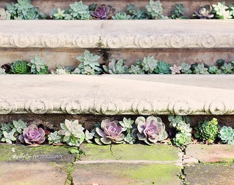 Succulent Photography- Nature Photography, Succulent Steps Print, Eschevaria Print, Green Tan Purple, Garden Wall Art, Planted Steps Print