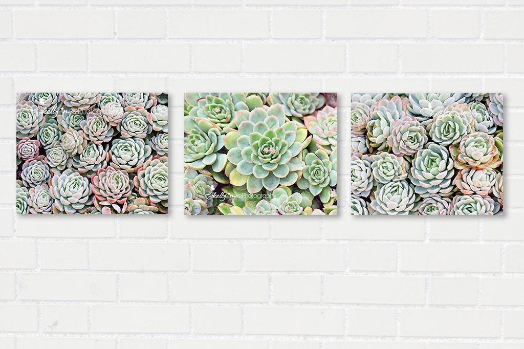 Succulents Photography- Three Print Set, Eschevaria, Succulent Wall Art ...