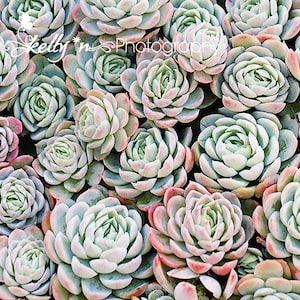 Succulents Photography- Echevaria, Mint, Green, Blue, Pink, Nature Photography, Botanical Print, Succulent Wall Art, Garden Art,
