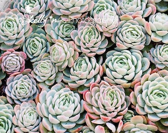 Succulents Photography- Echevaria, Mint, Green, Blue, Pink, Nature Photography, Botanical Print, Succulent Wall Art, Garden Art,